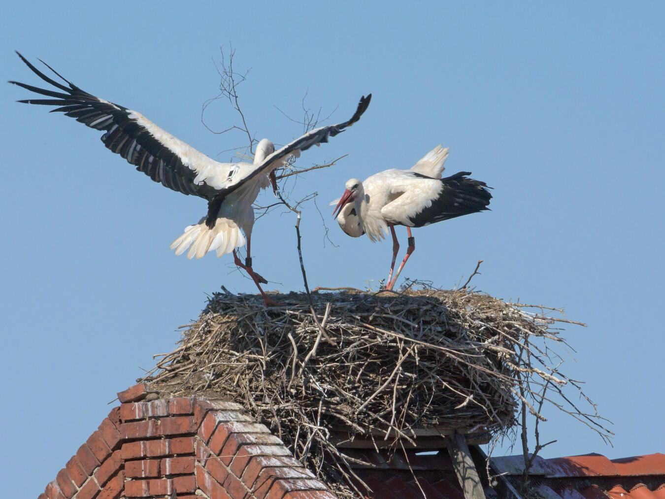 Die ersten Frühlingsboten entdecken Zwei Weißstörche beim Nestbau. Foto: Rita Priemer