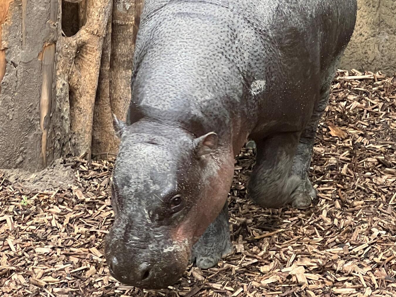 Bedrohte Tierarten finden in Ngyuwe ein Zuhause Zwergflusspferd Otto entdeckt sein neues Zuhause.