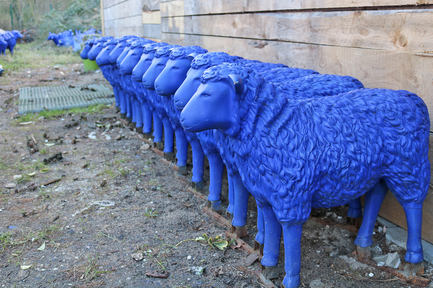 Blaue Schafe von Rainer Bonk
