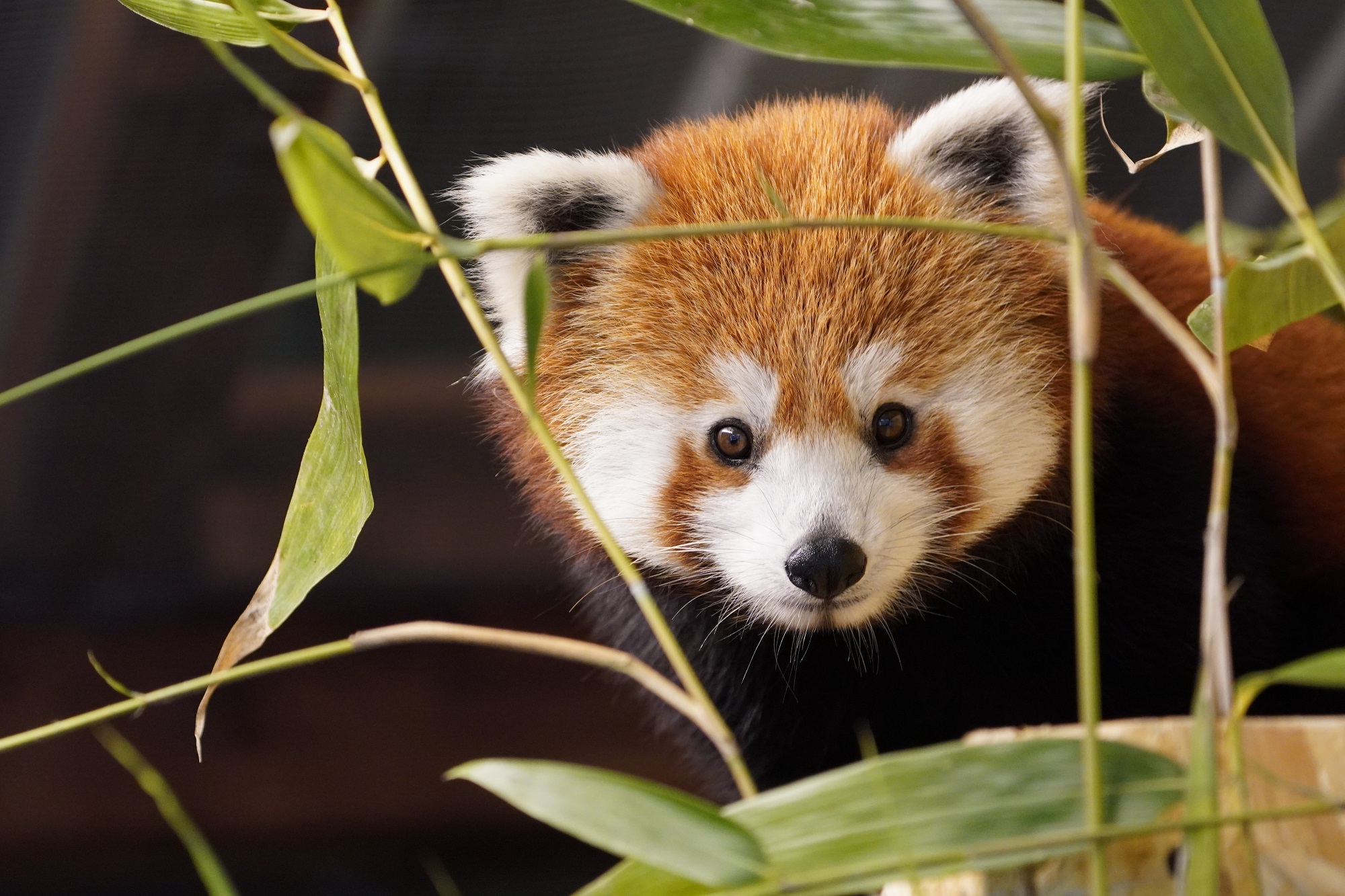 Tiergarten Kleve Roter Panda